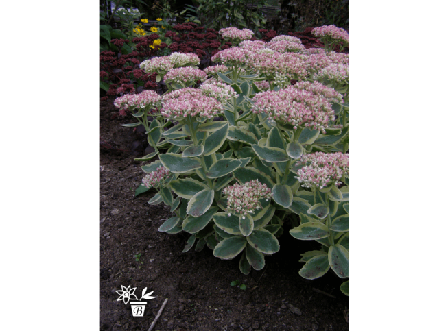 Sedum   'Elsies Gold'